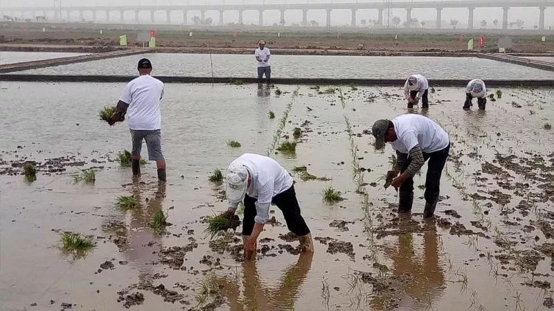 袁隆平海水稻国内外七地同时插秧 覆盖各类盐碱地