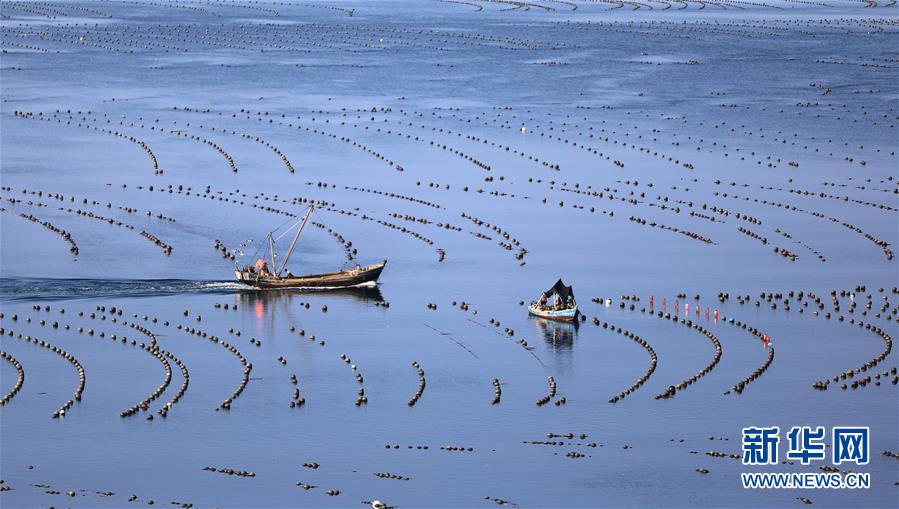 （经济）（2）辽宁长海：海洋牧场收获忙